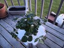 IMG_20230531_202921267.jpg