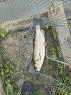 IMG_5380.jpeg
