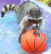 raccoon-in-pool-sm.jpg