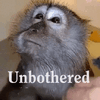 unbothered-dont-care (1).gif
