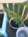 IMG_20240618_192057998.jpg