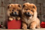 two-adorable-chow-chow-puppies-with-present-box-that-says-love_410516-41025.jpg