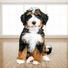 Bernedoodle-Breeder-512x512.jpg