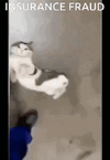 IMG_6234.gif