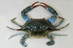 The_Childrens_Museum_of_Indianapolis_-_Atlantic_blue_crab (1).jpg