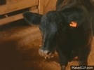 zfyv4C.gif