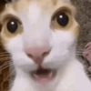 IMG_5815.gif