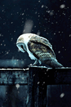 IMG_7338.gif