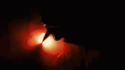 IMG_8132.gif