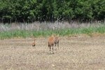 IMG_1224.JPG