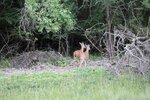 IMG_1285.JPG