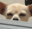 IMG_4956.gif