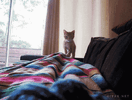 IMG_7122.gif