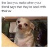funny-dog-memes-they-re-back-with-their-ex.jpg
