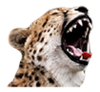 cheetahlaffy.png