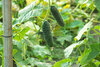 cucumbers-lead-image.jpg