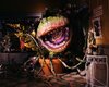 audrey-ii-plant-from-the-film-little-shop-of-horrors-news-photo-1585163856.jpg