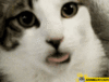 cat-wants-you-tongue-animation.gif