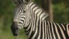 https___cdn.cnn.com_cnnnext_dam_assets_160928103855-south-africa-zebra.jpg