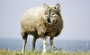54346-wolf-in-sheeps-clothing-2577813_1920.jpg
