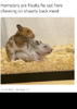 thumb_hamsters-are-freaks-he-out-here-chewing-on-shawty-back-42516036.png