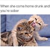 cat-meme-about-when-the-girl-is-all-drunk-and-thirsty-when-she-comes-home.jpeg