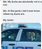 ducks-not-in-row-where-are-in-cop-car.jpg