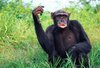 female-chimpanzee-calling-royalty-free-image-1585073895.jpg