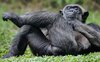 chimpanzee-nature-photos-1537974549.jpg