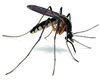 mosquito-illustration_2092x1660.jpg