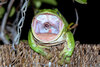 01-frog-snake-photo.jpg