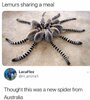 Jumping spiders.jpg