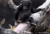 Monkey passes out after smelling butt clip.gif