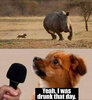 dog-chasing-rhino-drunk-that-day.jpg
