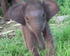 baby-elephant.gif
