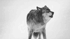 black-and-white-gif-of-a-wolf-howling-in-the-cold.gif