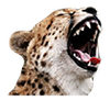 cheetahlaffy.png