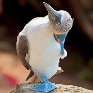 Lil Blue-Footed Booby