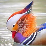 MandarinDuck